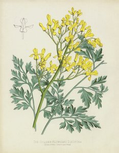 Den guldblomstrede Dielytra, Dielytra Chrysantha af English School